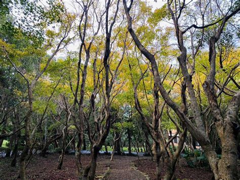 銀杏有花嗎|陽明山秋冬三原色 銀杏、楓葉、茶梅共繪美景 